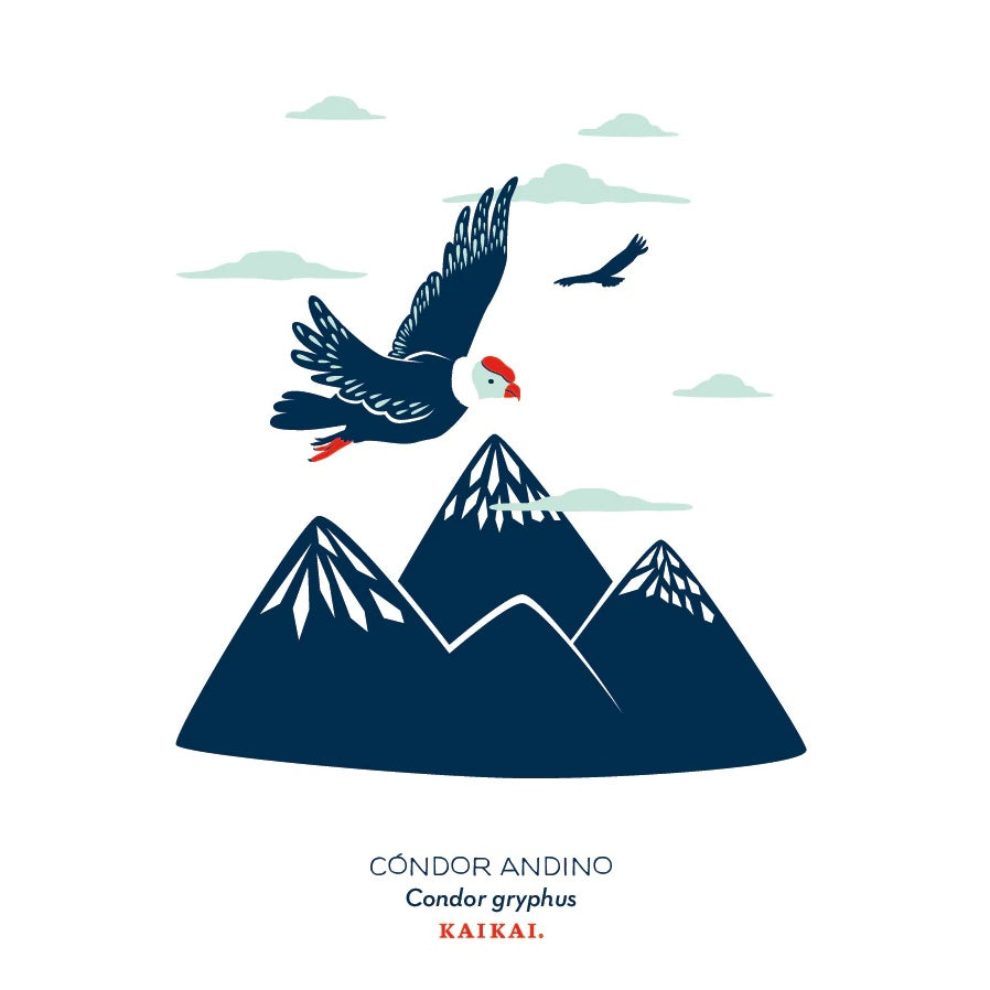 POSTAL AVES CHILENAS (CONDOR)