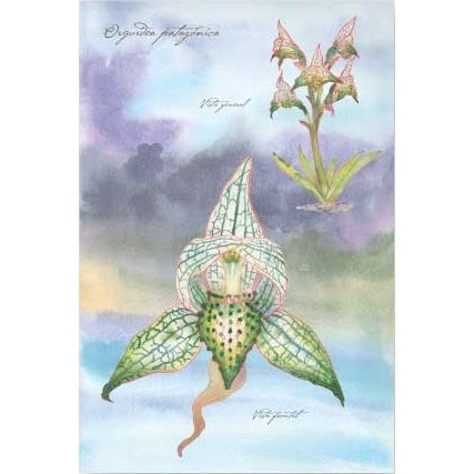 POSTAL ORQUIDEA