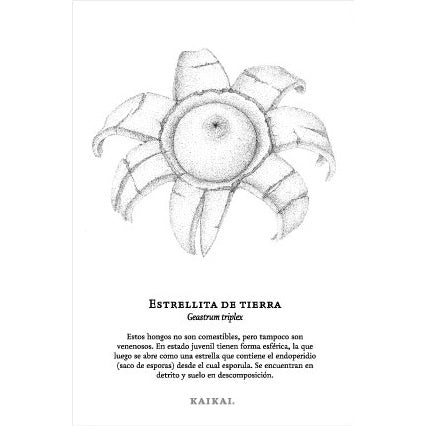 POSTAL FUNGA (ESTRELLITA DE TIERRA)