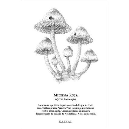 POSTAL FUNGA (MICENA ROJA)