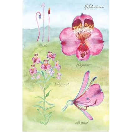 POSTAL ALSTROEMERIA