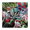 ARMADILLO - CACTUSROCK | CD