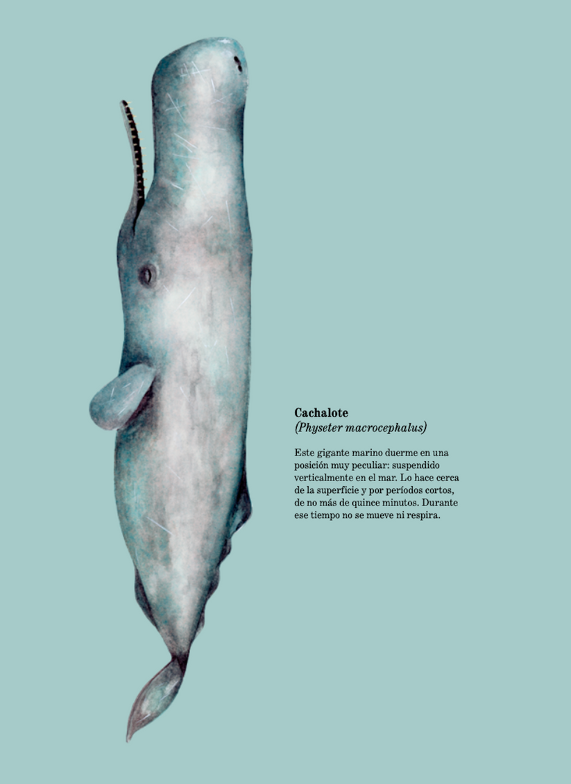 SUEÑO ANIMAL - SILVIA LAZZARINO | LIBRO