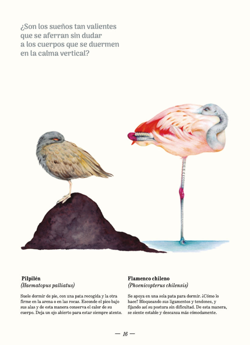 SUEÑO ANIMAL - SILVIA LAZZARINO | LIBRO
